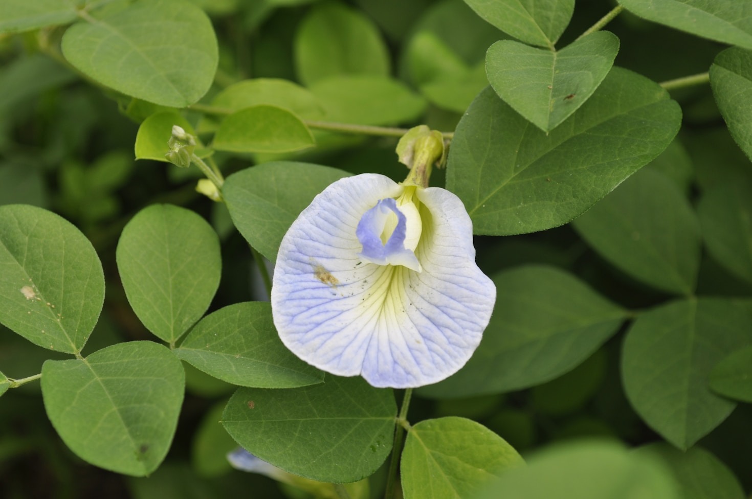 How to Incorporate Natural Remedies Into Daily Life