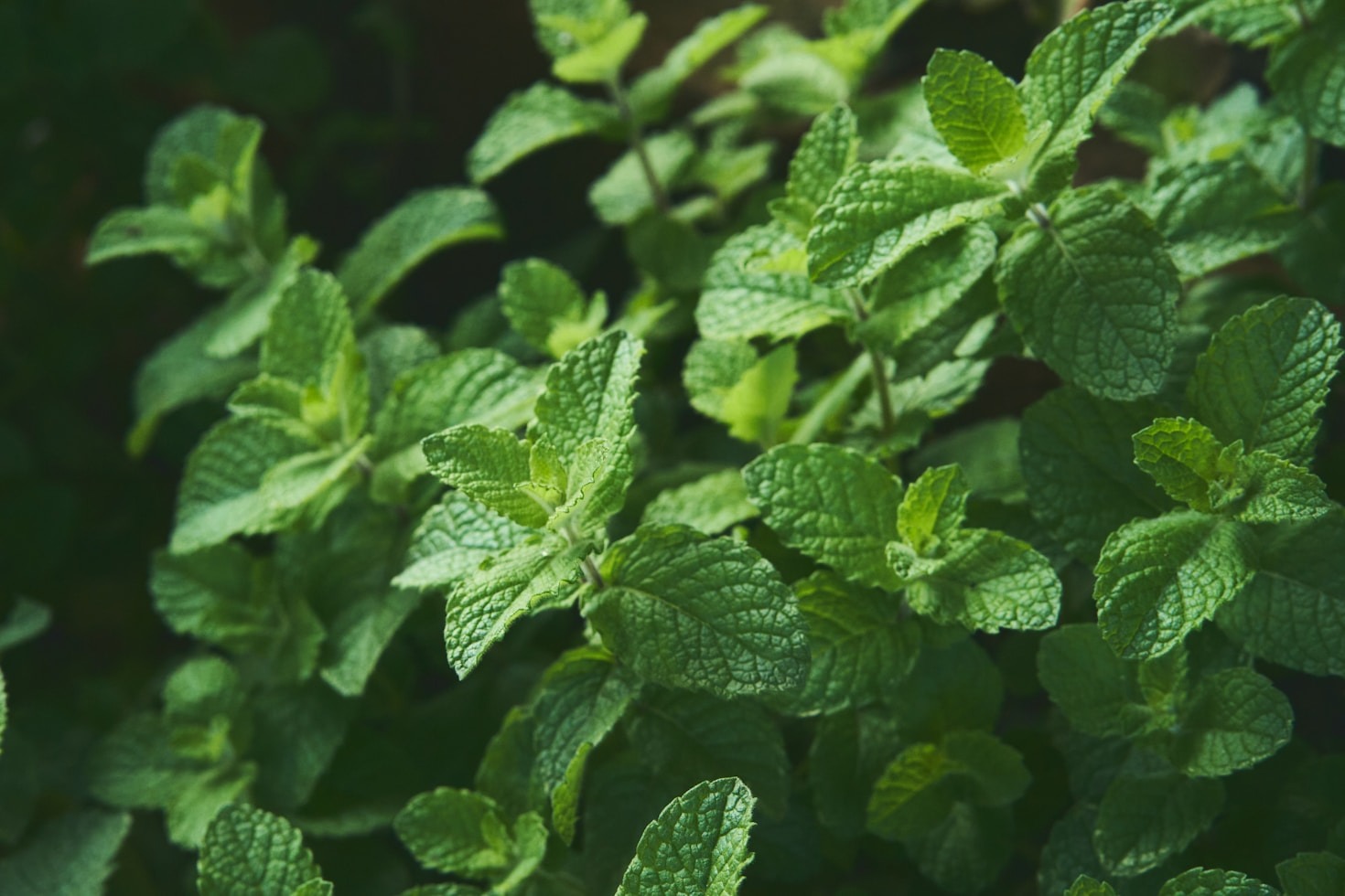 Top Ingredients for Natural Health Solutions