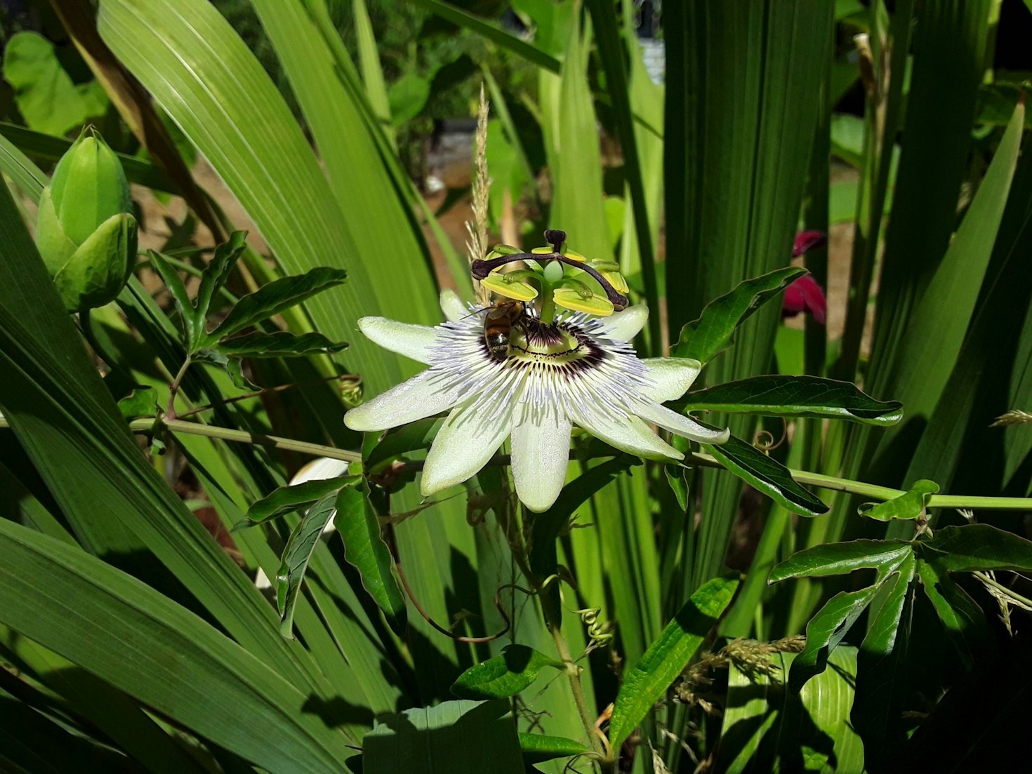 Understanding Holistic Wellness Through Nature